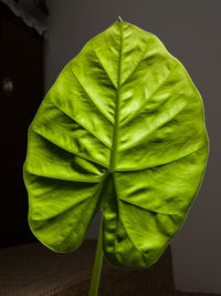 Close-up of green leaves