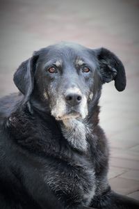 Close-up portrait of dog looking at camera