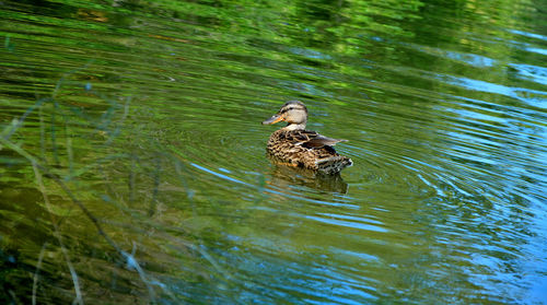 Duck swimming in lake