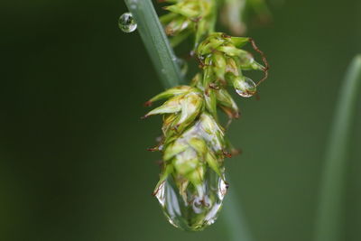 Close-up of flower buds