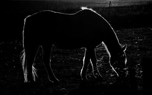 Horse standing on field