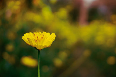 Close-up of yellow flowering plant