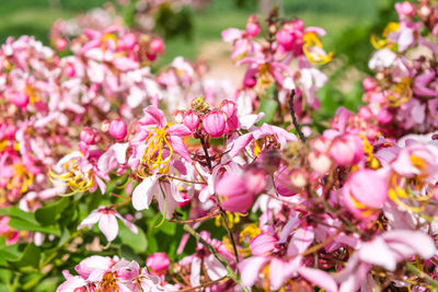 Close-up of pink flowering plants