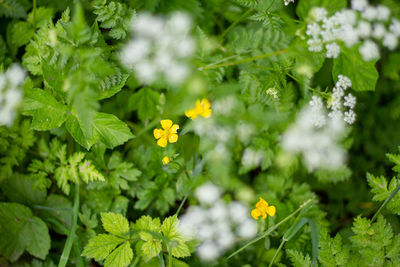 Close-up of yellow flowering plant