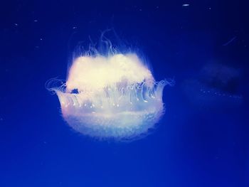 Close-up of jellyfish swimming in sea