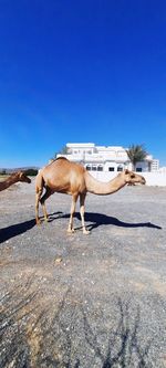 Horse standing on road against clear blue sky