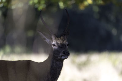 Close-up of deer in forest