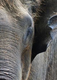 Close-up of elephant