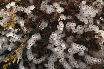 Close-up of white flowering plant