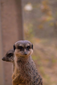 Meerkats looking away in forest