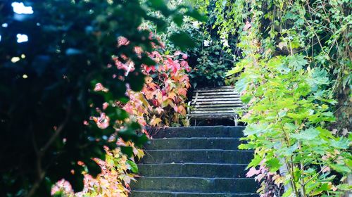 Stairs amidst plants and trees