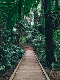 Walkway amidst trees in forest