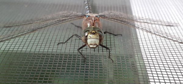 Close-up of dragonfly