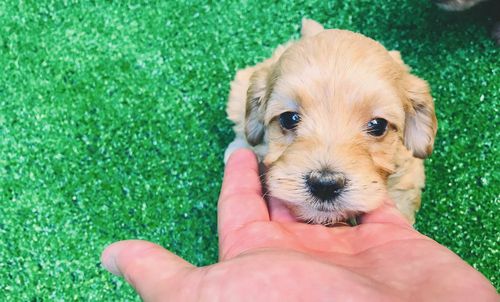 Cropped image of hand holding puppy