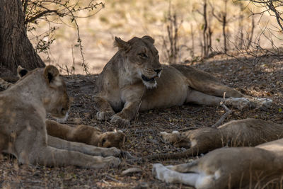 Lion family on field in forest