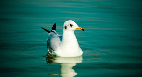 View of duck swimming in lake