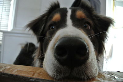 Close-up portrait of a dog