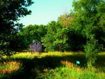 Trees on grassy field