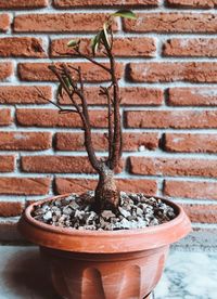 Close-up of potted plant against brick wall