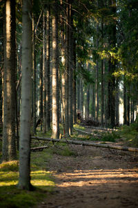 Pine trees in forest