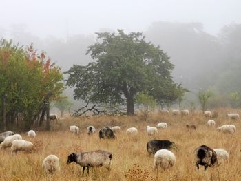 Flock of sheep in a field