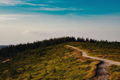 Scenic view of sunkissed pine forest in the mountains 