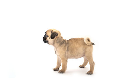 Close-up of a dog over white background