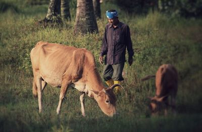 Man standing by cow and calf grazing on field