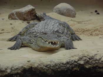 High angle view of crocodile on sand