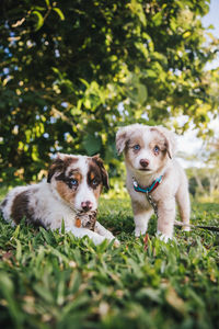 Portrait of a dog