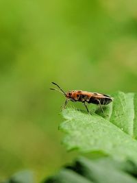 Close-up of insect on leaf