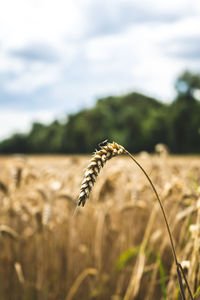 Close-up of stalks in wheat field against sky