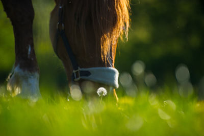 Close-up of grass