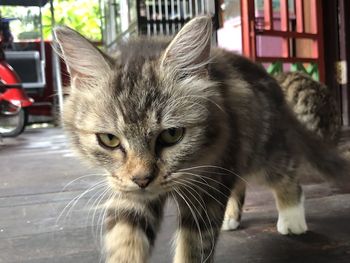 Close-up portrait of tabby cat