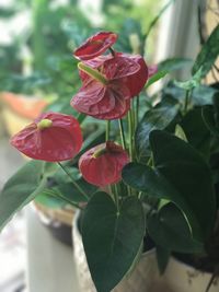 Close-up of red rose blooming outdoors