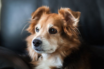 Close-up of dog