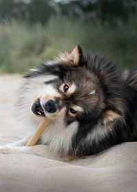 Portrait of a young finnish lapphund dog biting bone or treat