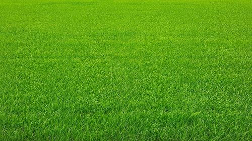 Full frame shot of green field