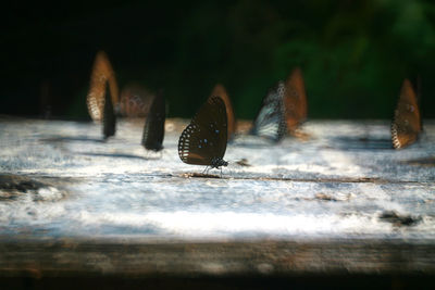 Close-up of butterfly