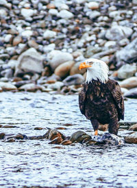 Close-up of eagle perching on rock