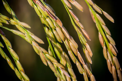 Close-up of wheat plant