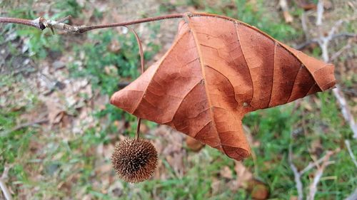 Close-up of dry plant