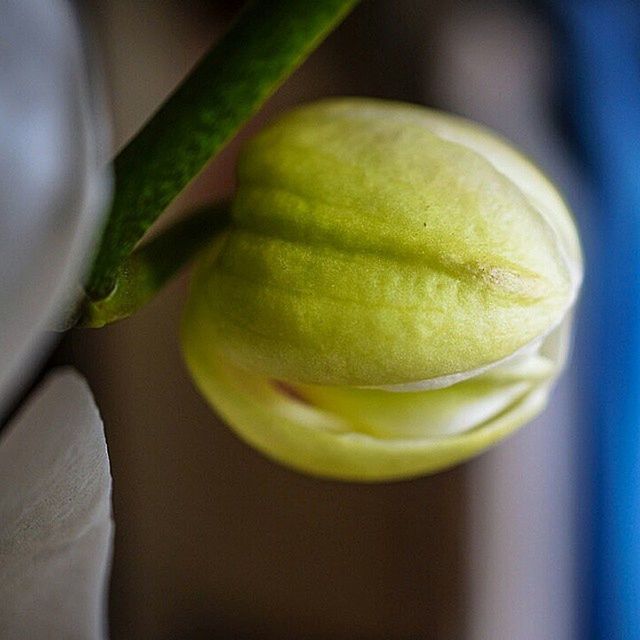 Phaelanopsis