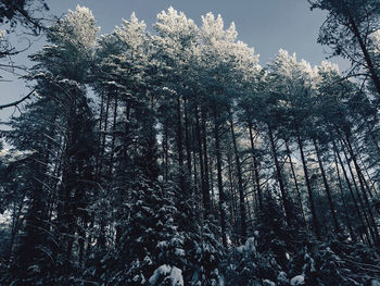 Low angle view of trees in forest during winter