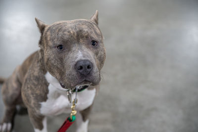 Close-up of a pitbull terrier