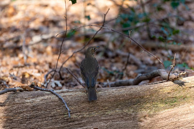 Close-up of bird perching on tree trunk