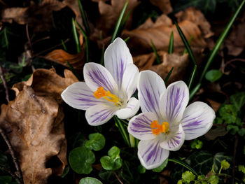 Close-up of purple crocus flowers on land