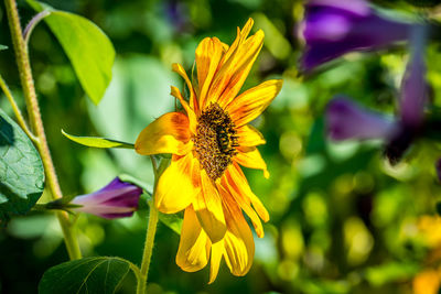 Close-up of yellow flower blooming outdoors