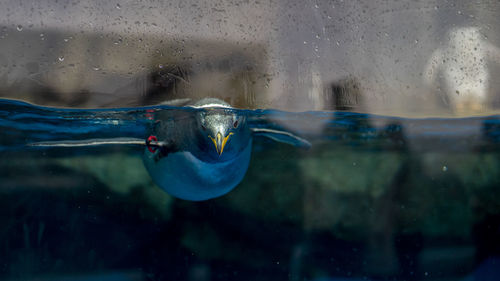 Penguin in aquarium