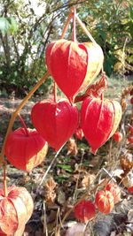 Close-up of red flower growing on tree